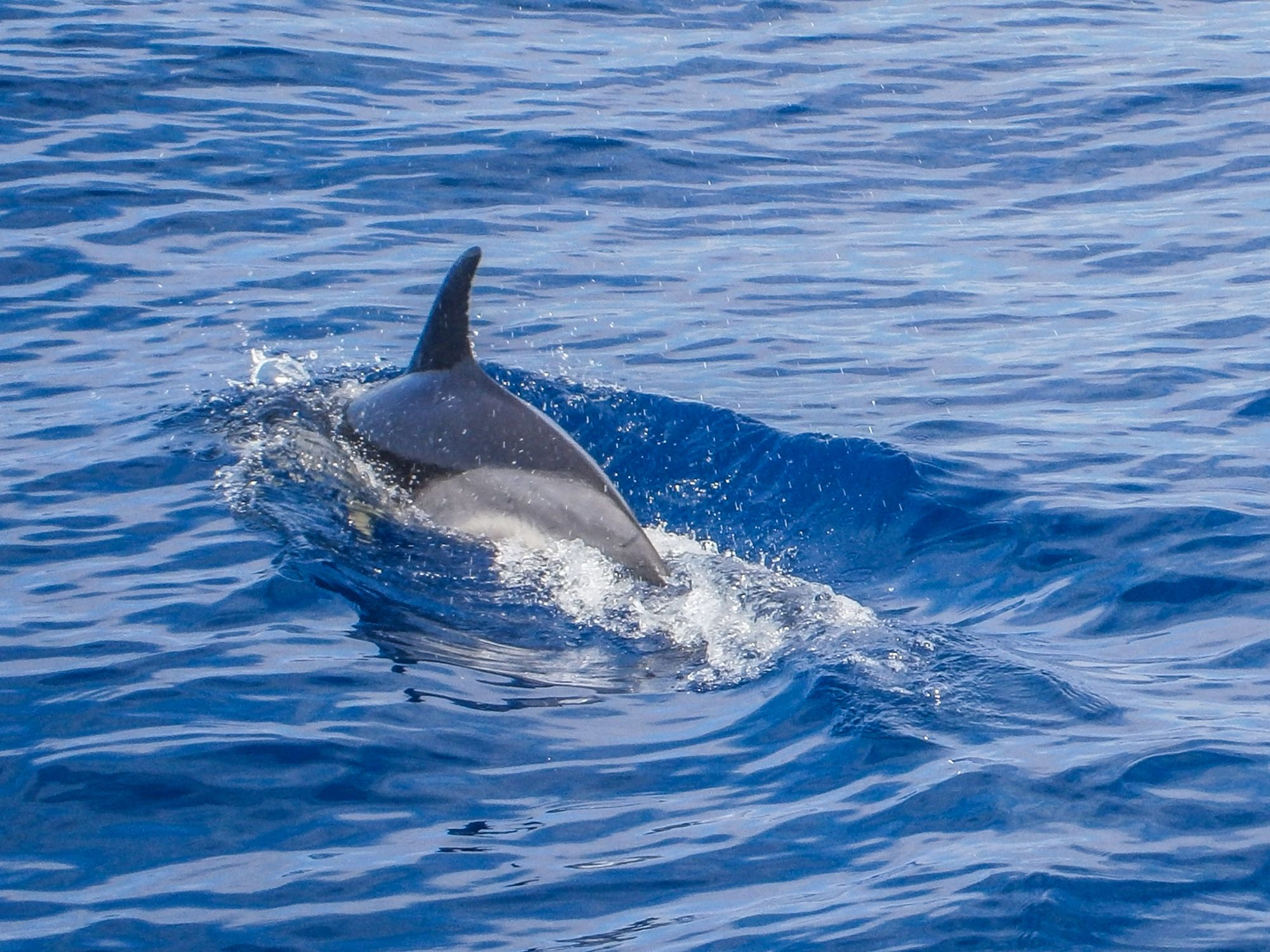 delfin-madeira.jpg