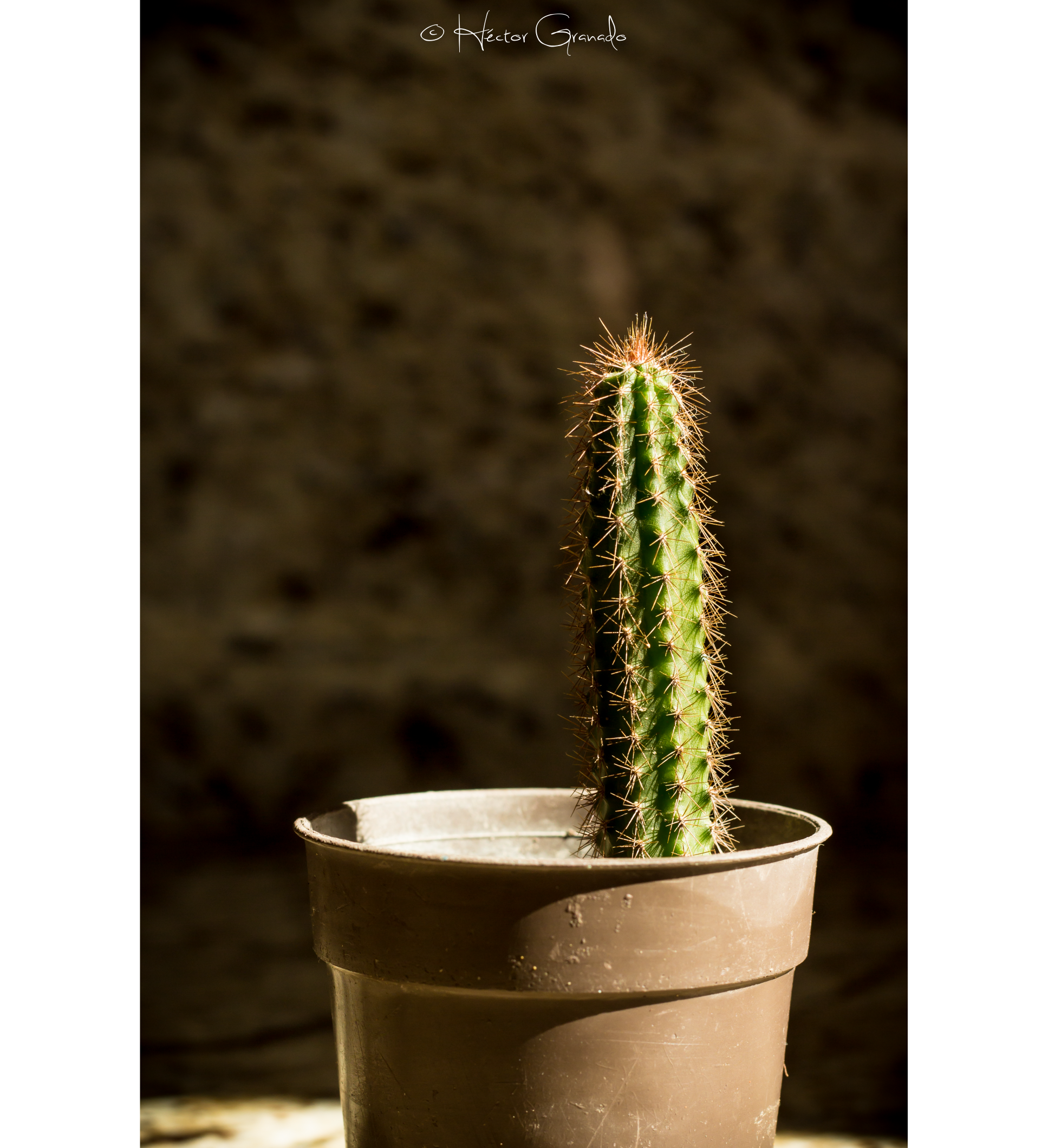 Cactus 2-01.png