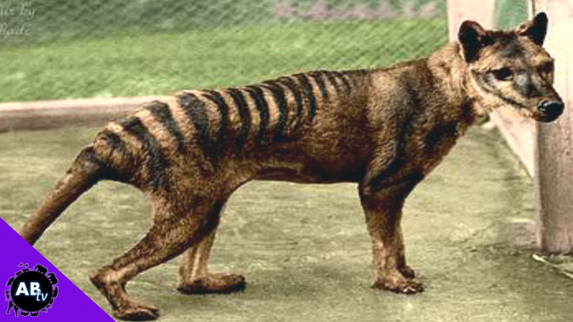 Tasmanian Tiger.jpg