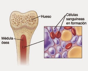 medula-osea.jpg