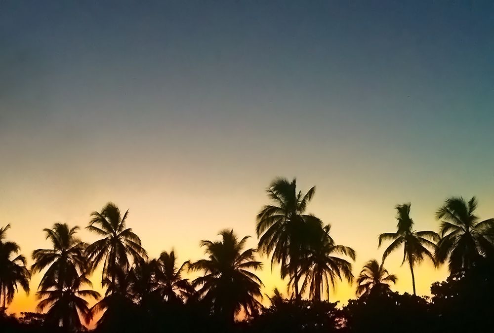 Jungle sunset.jpg
