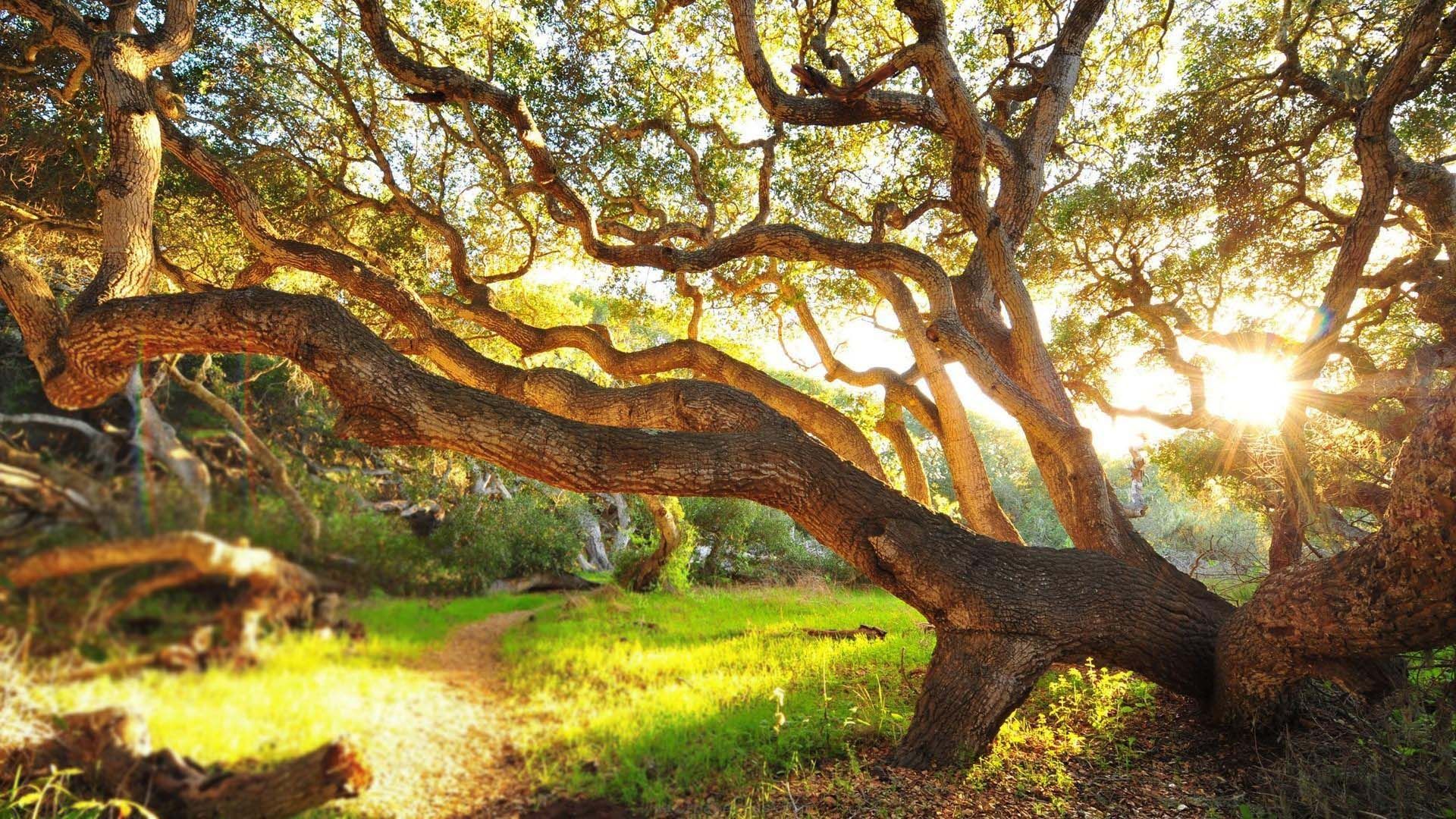 《飞鸟与夏花》每天一首自译飞鸟集（90/325） - Translate a poem form Stray Birds everyday