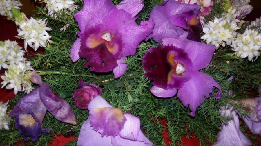 orquidea.png