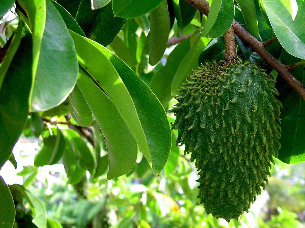 1024px-Annona_muricata_(Corossolier_2).jpg