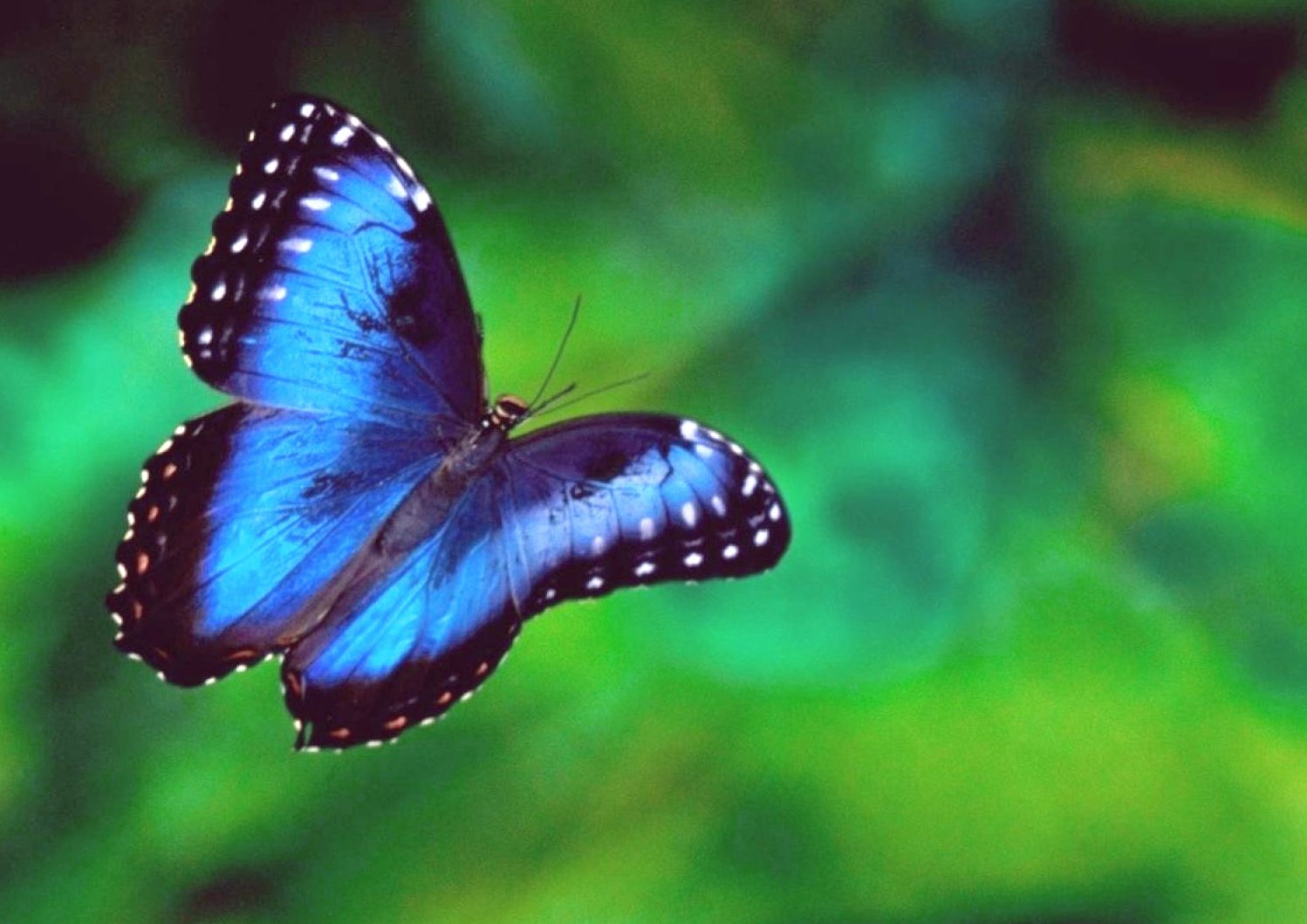Черно синяя бабочка. Бабочка Блю Морфо. Голубая бабочка. Синяя бабочка. Красивая голубая бабочка.