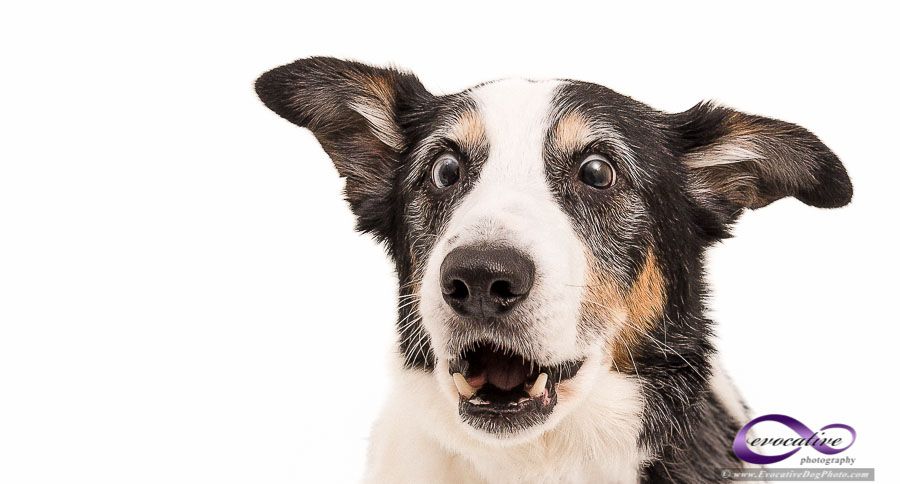 -evocative-pet-photography-jake-surprised-border-collie-dog-edp-epy7470-pet-portraits-studio-sessions.jpg