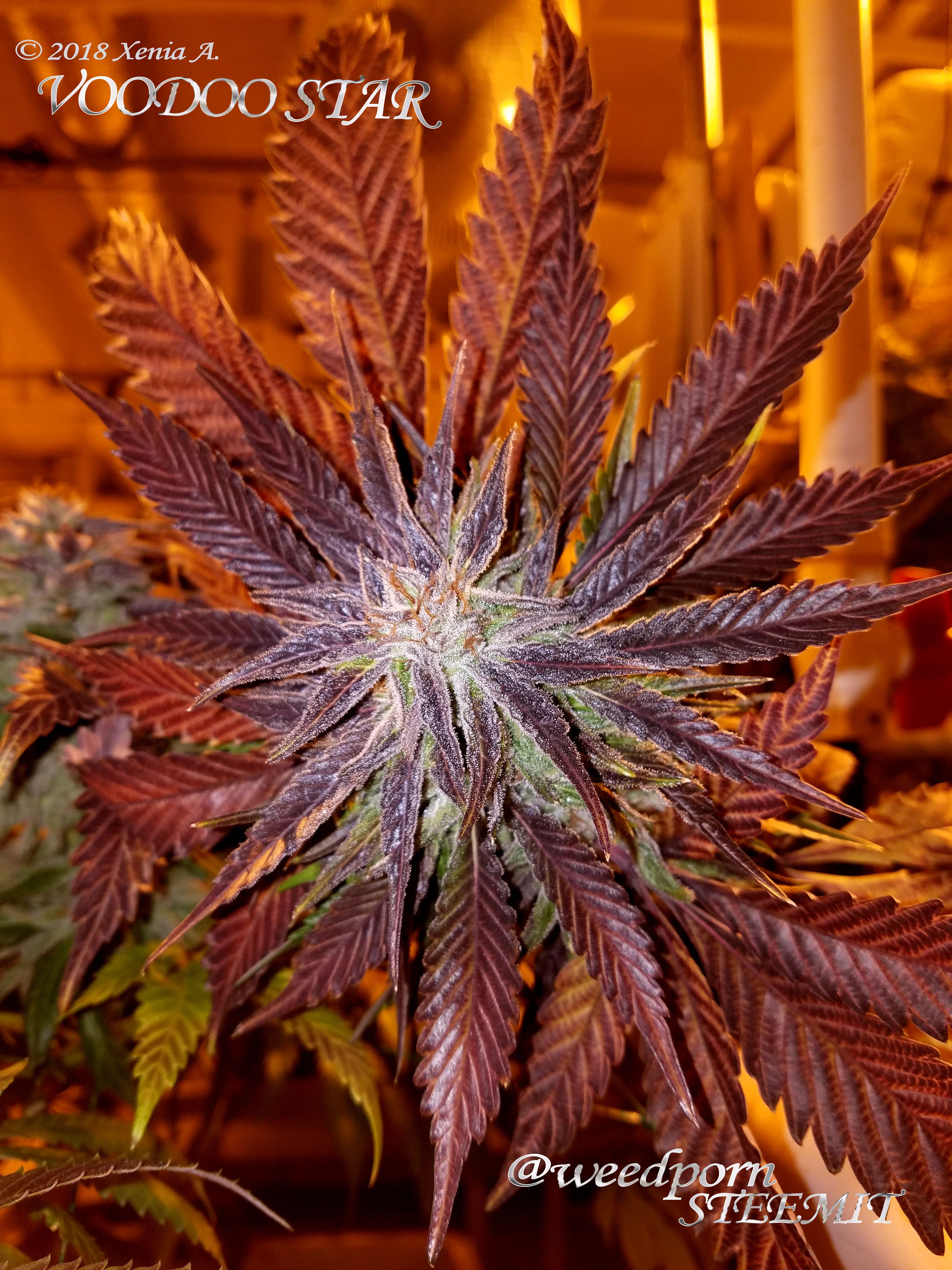 Bud Voodoo Star 2017 XA.jpg