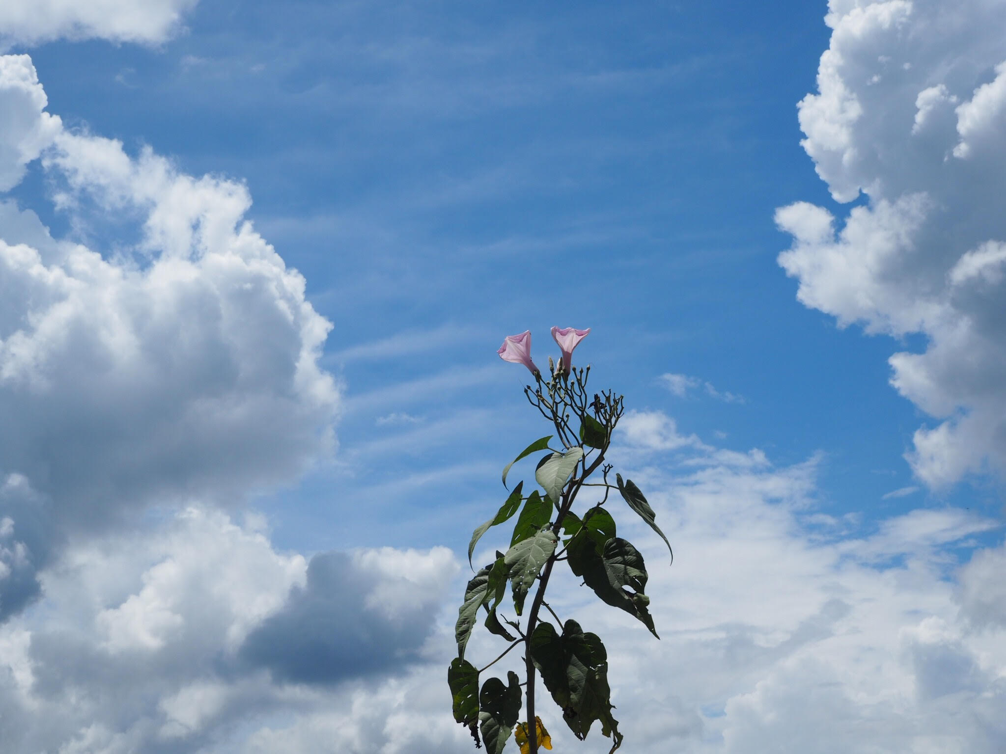 flower and sky.jpg