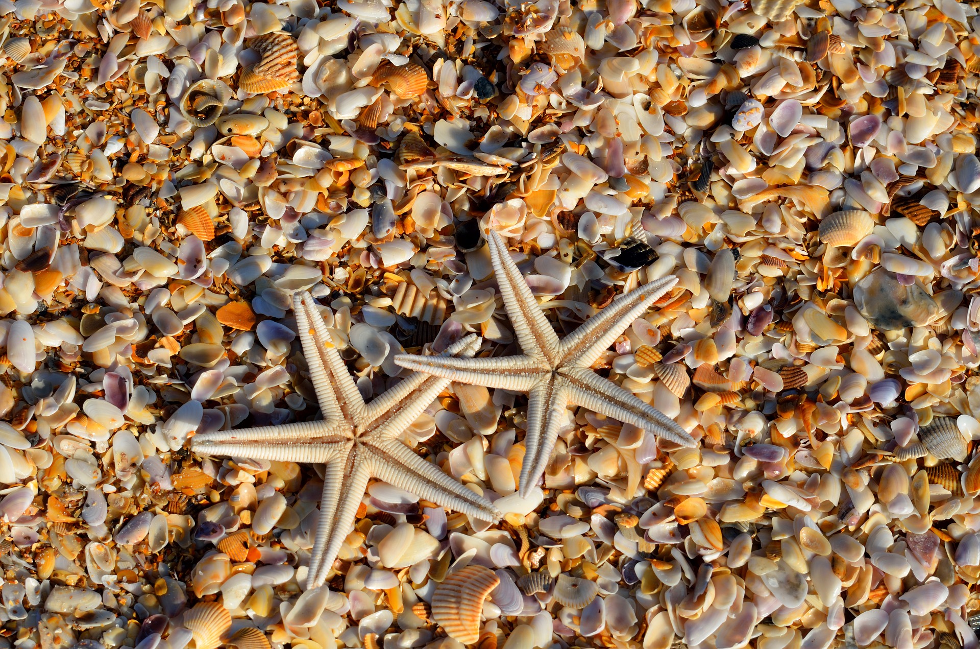 starfish-1572797_1920.jpg