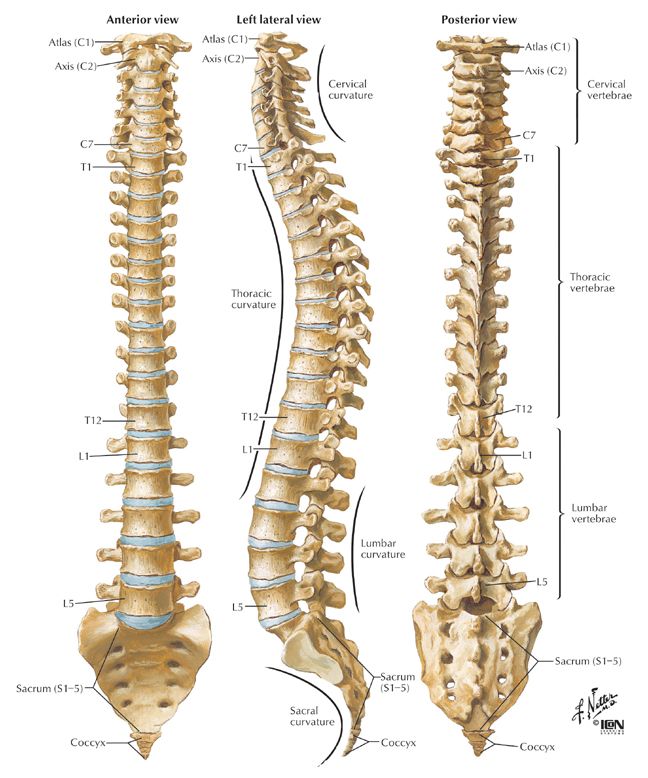 Spinal-cord-sacrum.jpg