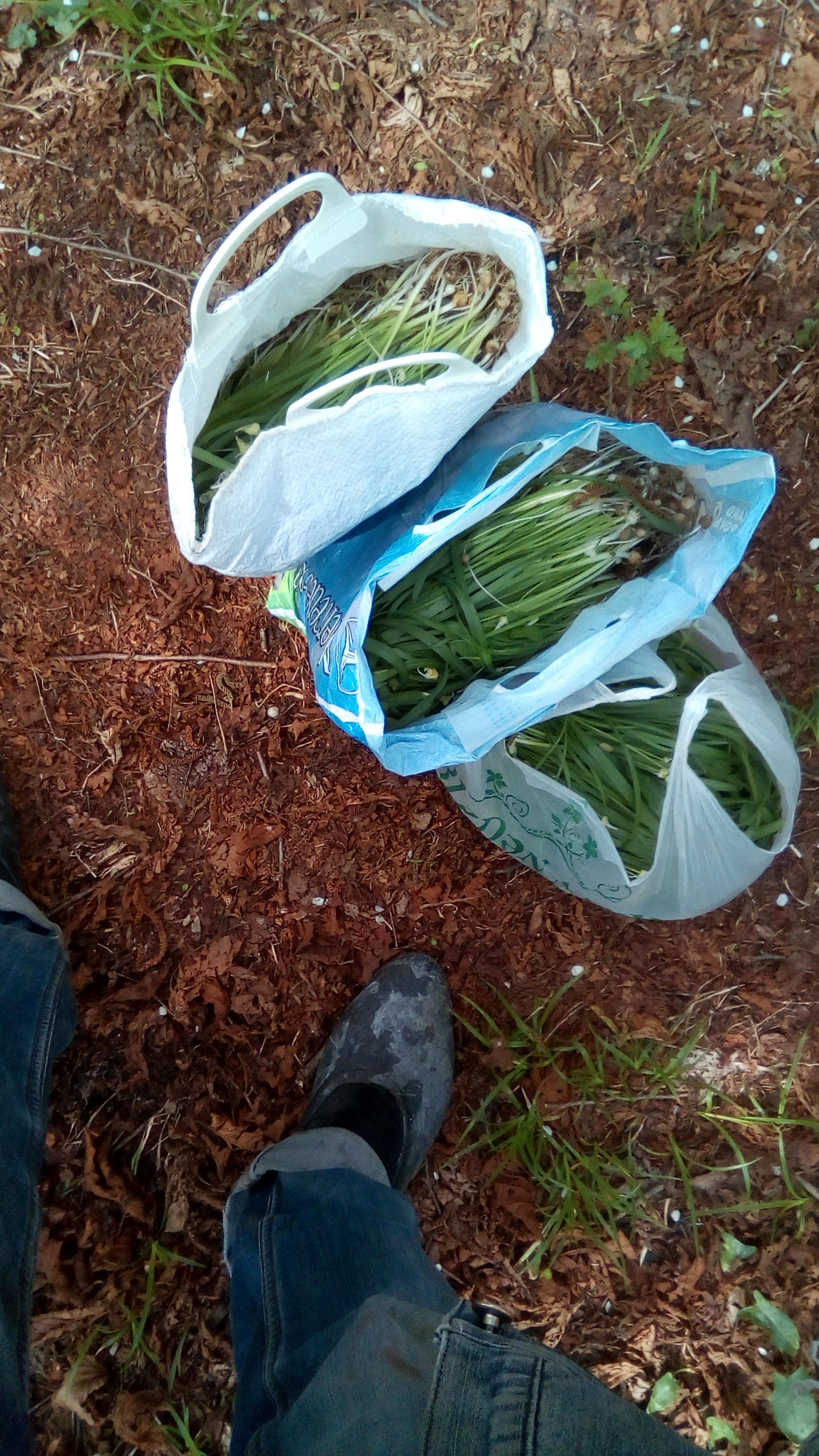 IMG-20180403-WA0020.jpeg