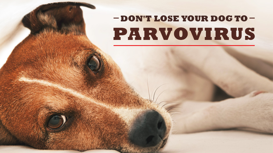 Parvovirus.jpg