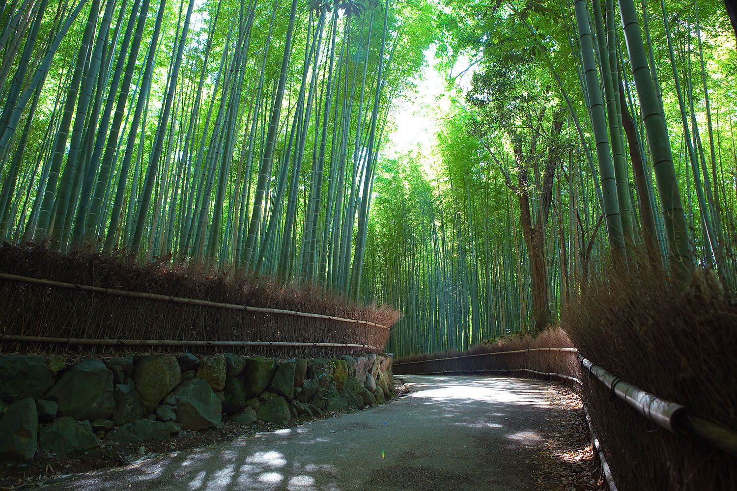 Sagano_Bamboo_forest,_Arashiyama,_Kyoto.jpg