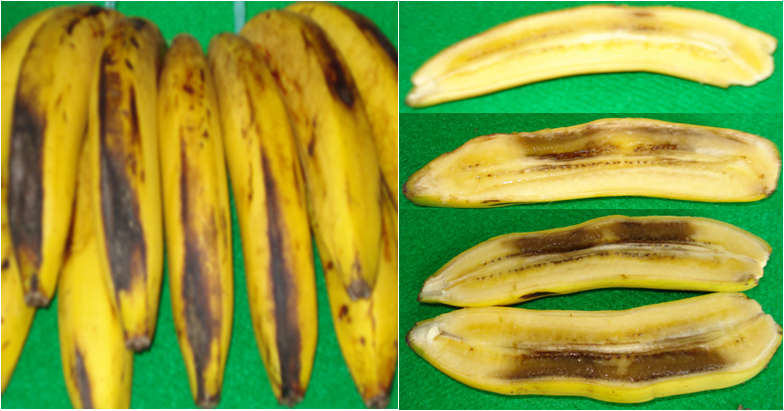 Figure-9-Physical-damage-of-banana.jpg