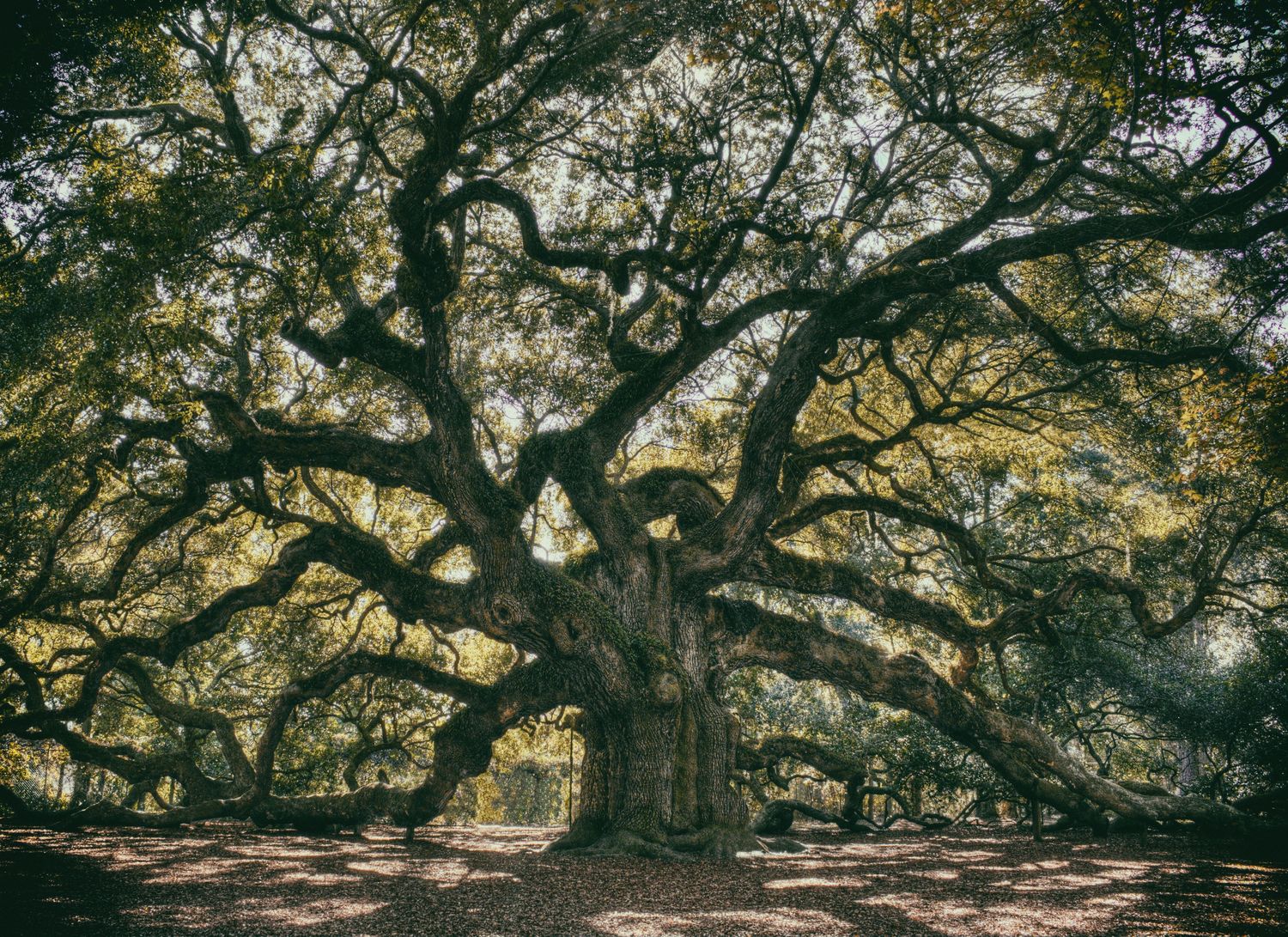 Дерево видео. Дерево для видео. Ютуб дерево. 98 X 98 для ютуба Trees.