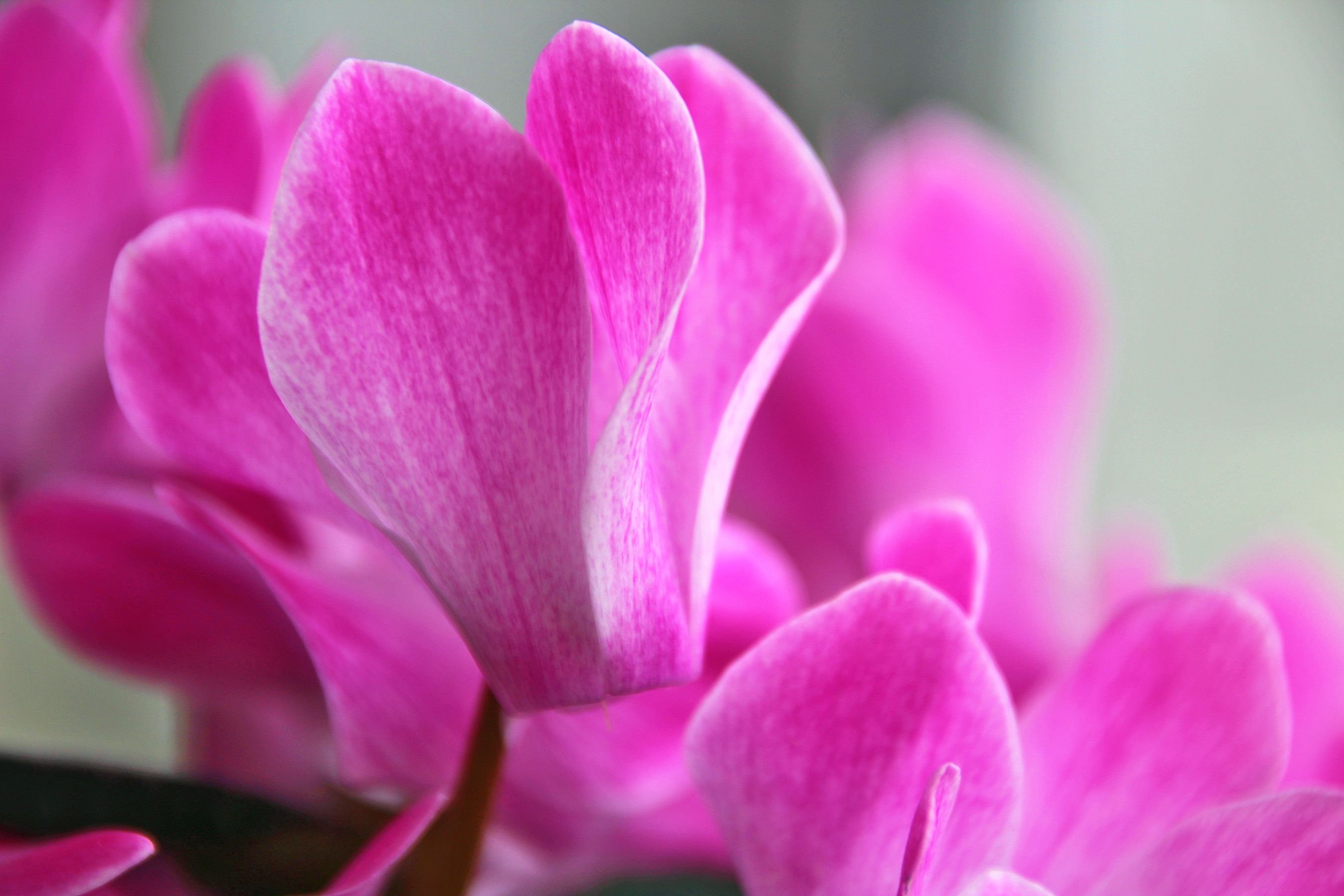 Pink Cyclamen