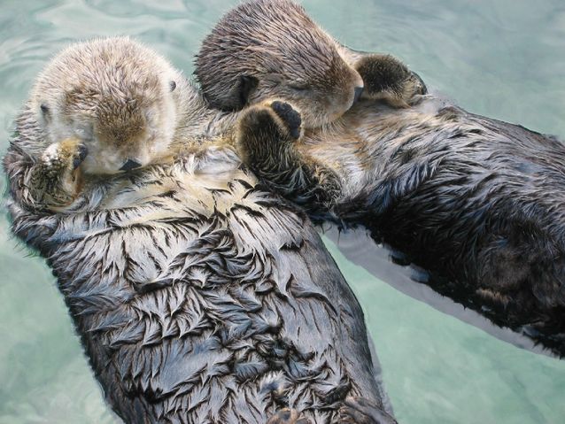 Sea_otters_holding_hands.jpg.638x0_q80_crop-smart.jpg