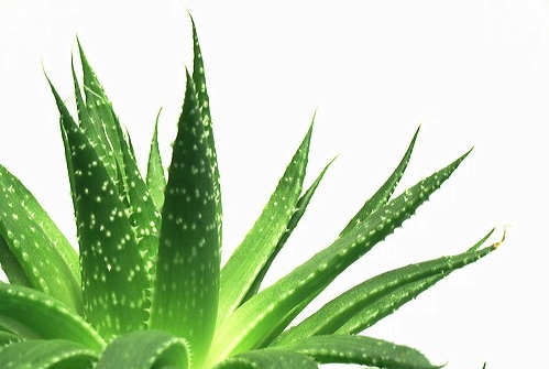 Efficacy Of Aloe Vera Plant Is Very Effective For Maintenance And Cost Effective Steemit