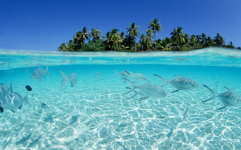 ocean-fish-maldives-islands-palm-trees-splitview-sea-wallpaper-487800.jpg