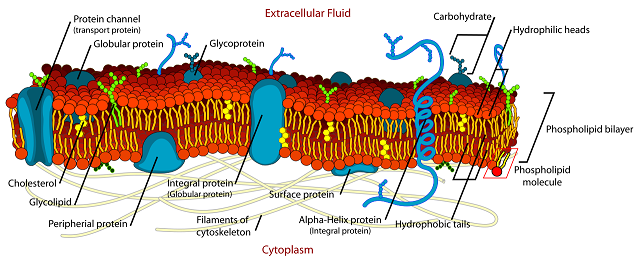 1280px-Cell_membrane_detailed_diagram_en.svg.png