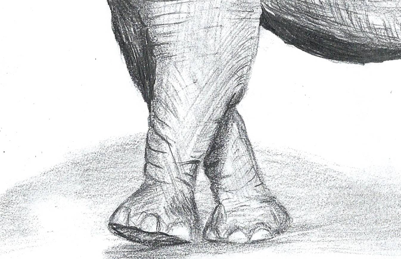 Cute Baby Elephant Drawing by Catherine Wallace | Saatchi Art