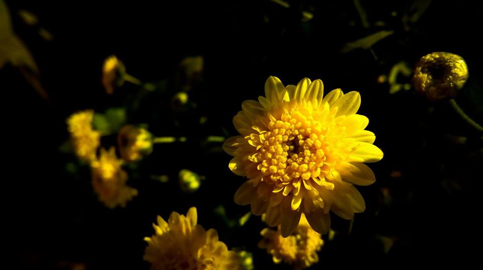 Yellow flower.jpg