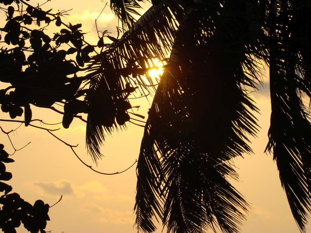 sunset-palmtrees-koh-chang.jpg