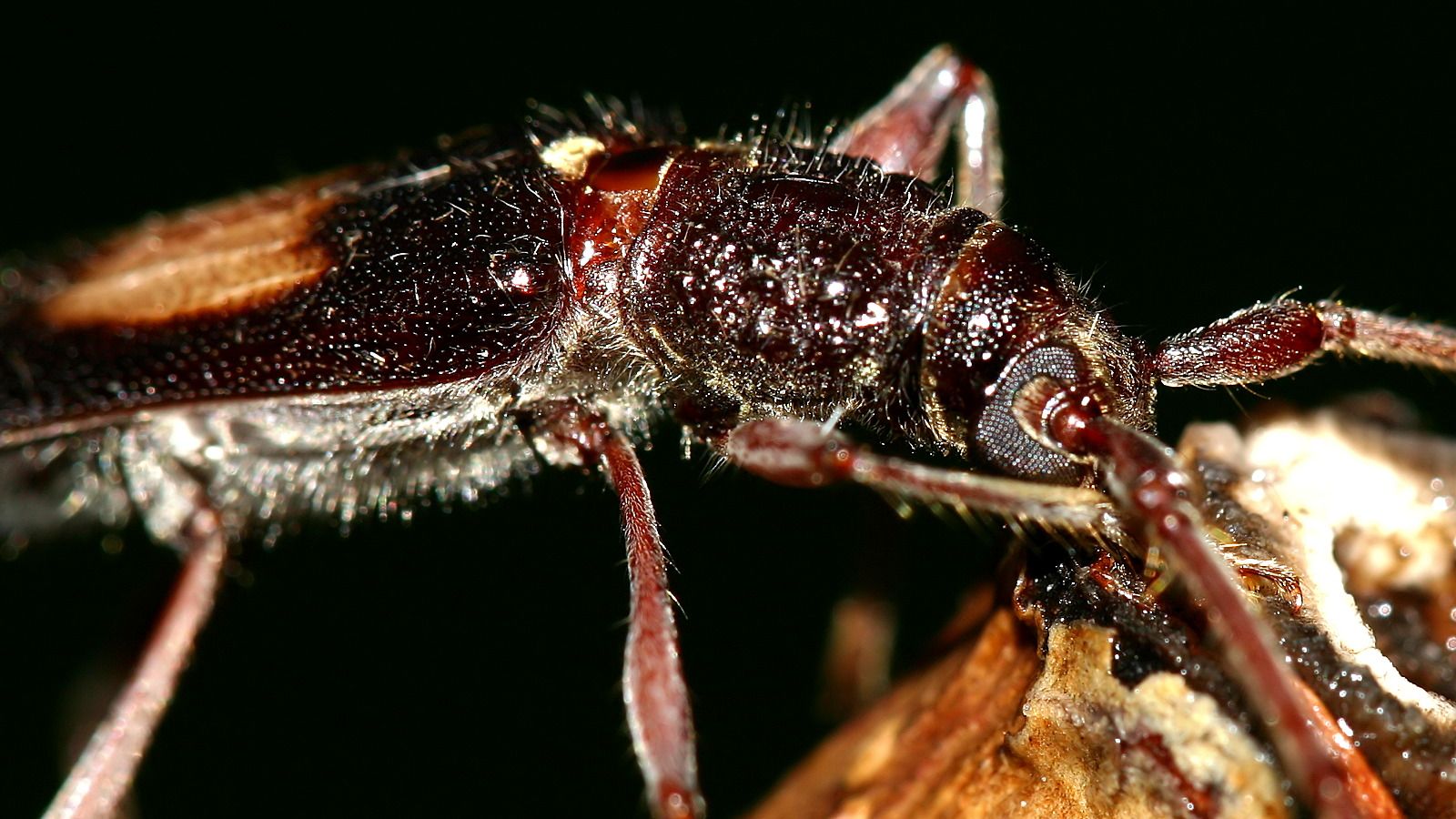 Cerambycidae Unknown-B n4.jpg