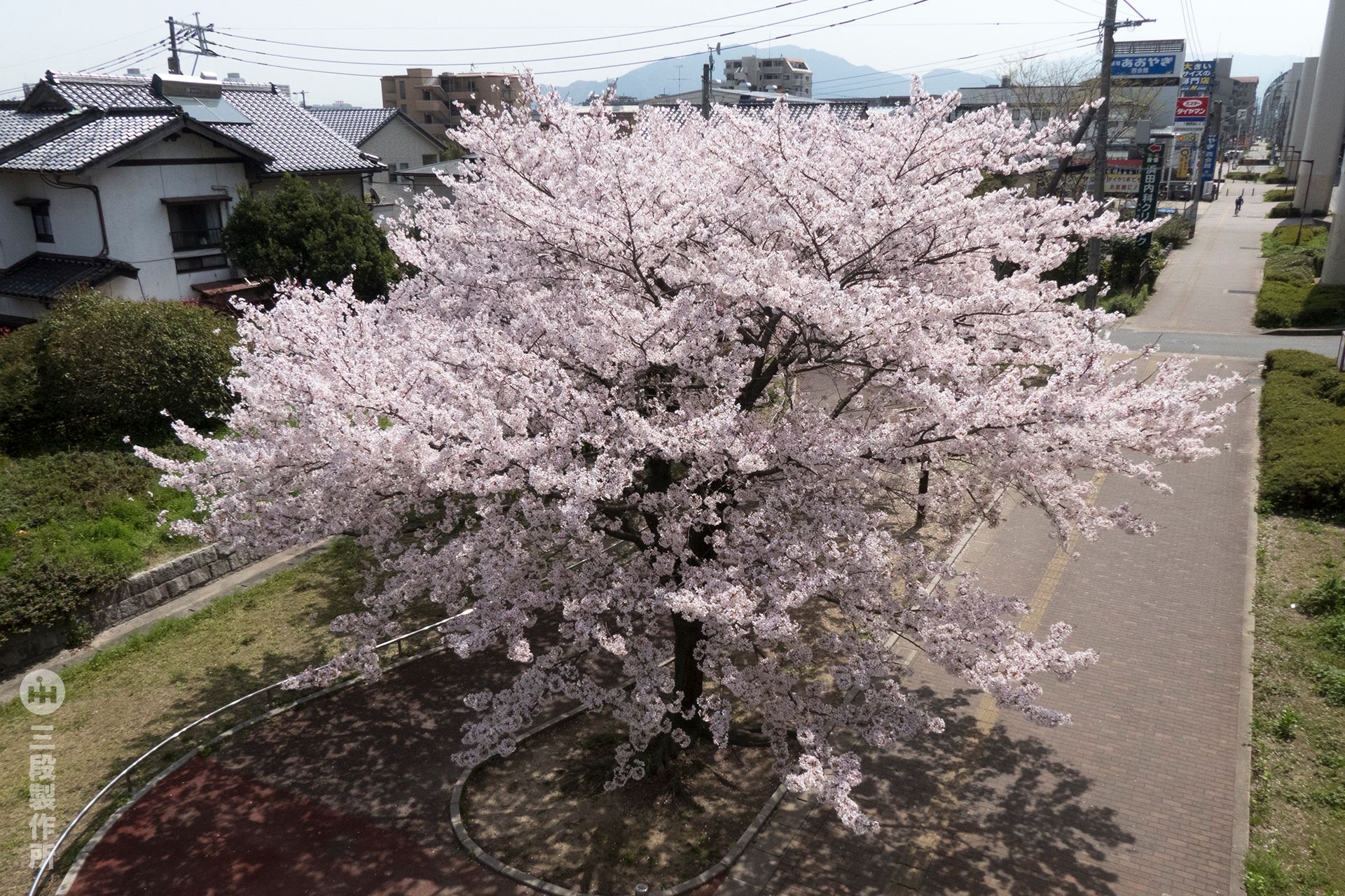 sakura18_02.jpg