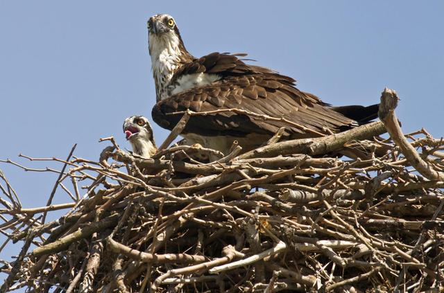 7-interesantisimas-cosas-que-debes-saber-sobre-el-aguila-pescadora-un-ave-capaz-de-habitar-en-casi-todo-el-planeta-5.jpg