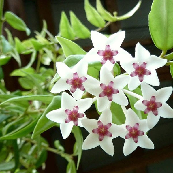 Hoya-carnosa-Wax-flower-.jpg