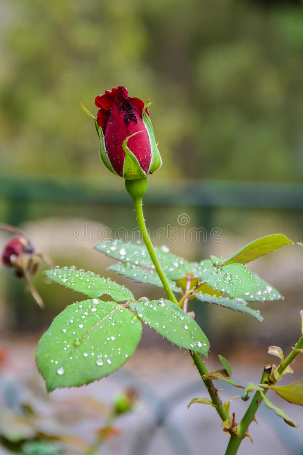 red-rose-bud-garden-over-natural-background-rain-drops-leaves-47599553.jpg