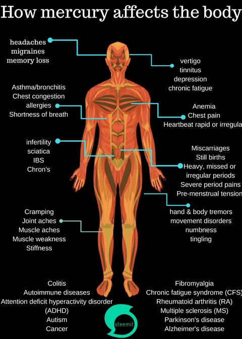 How mercury affects the body (1).jpg