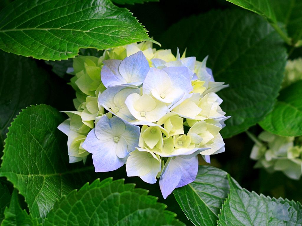 Hydrangeas1.jpg