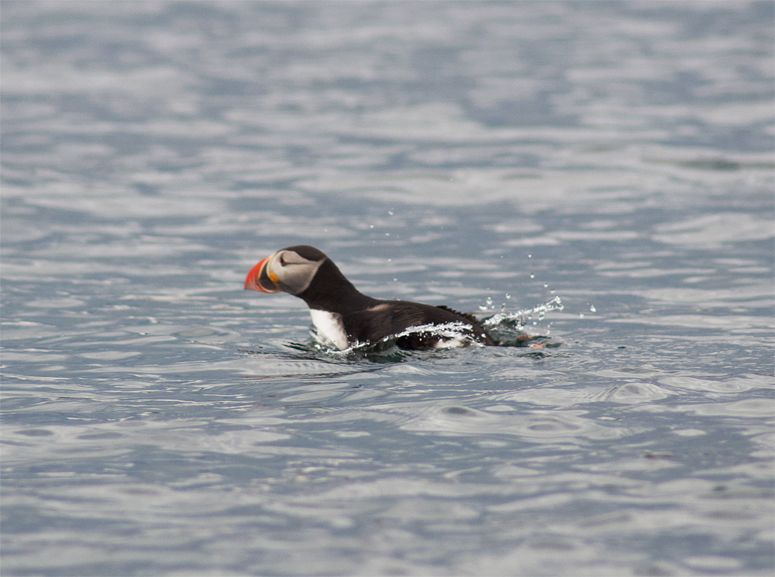 MorePuffins00a.jpg