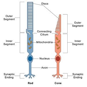 rod-and-cone-cells.jpeg