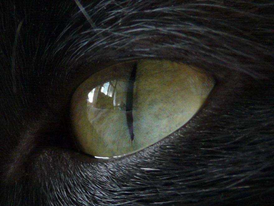 Тремор зрачков у кошки - фото презентация