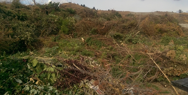 green waste mountain.jpg