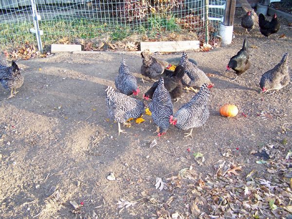 Thanksgiving dinner - squash seeds crop Nov. 2017.jpg