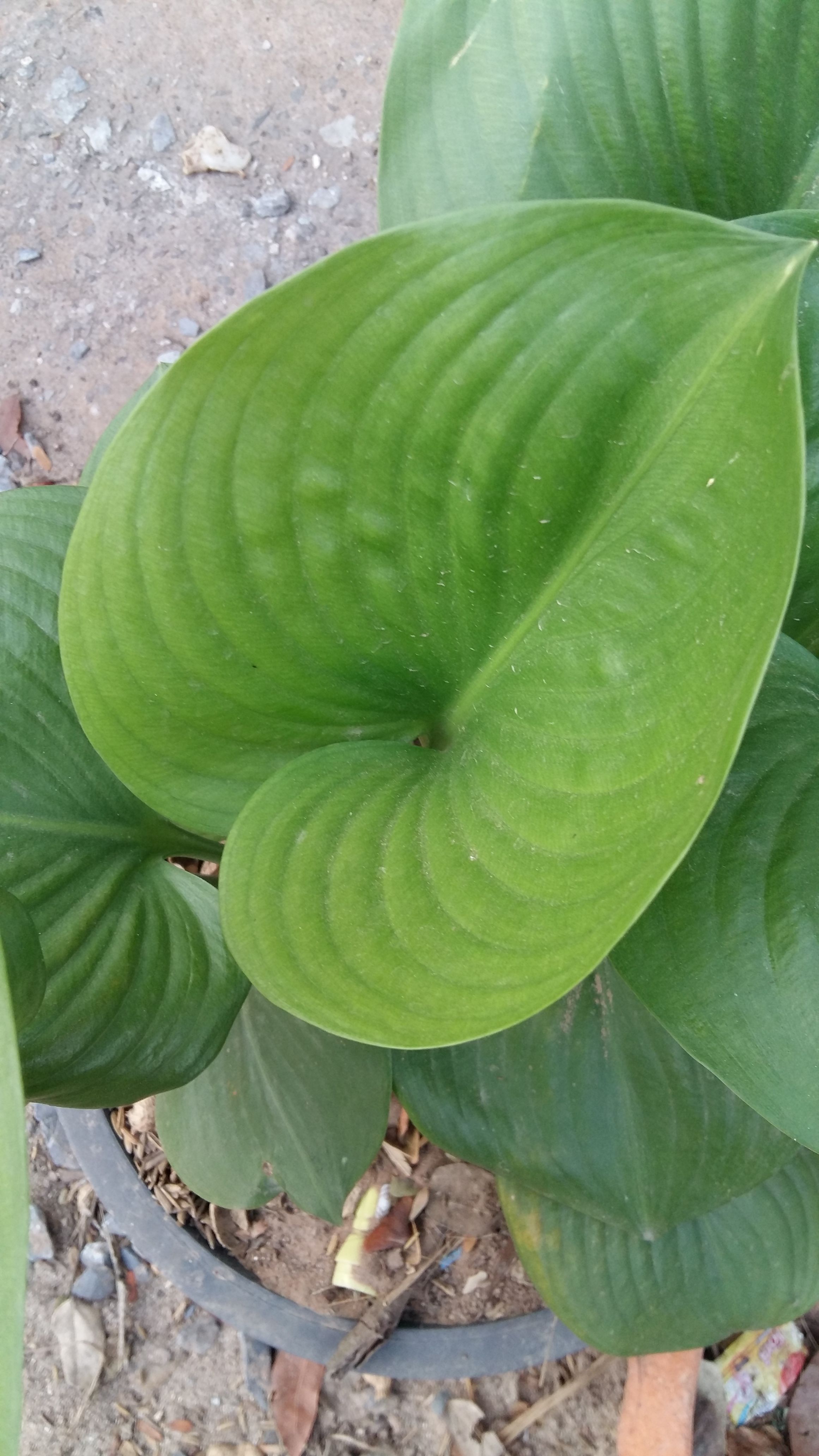 20180324_065843.jpg