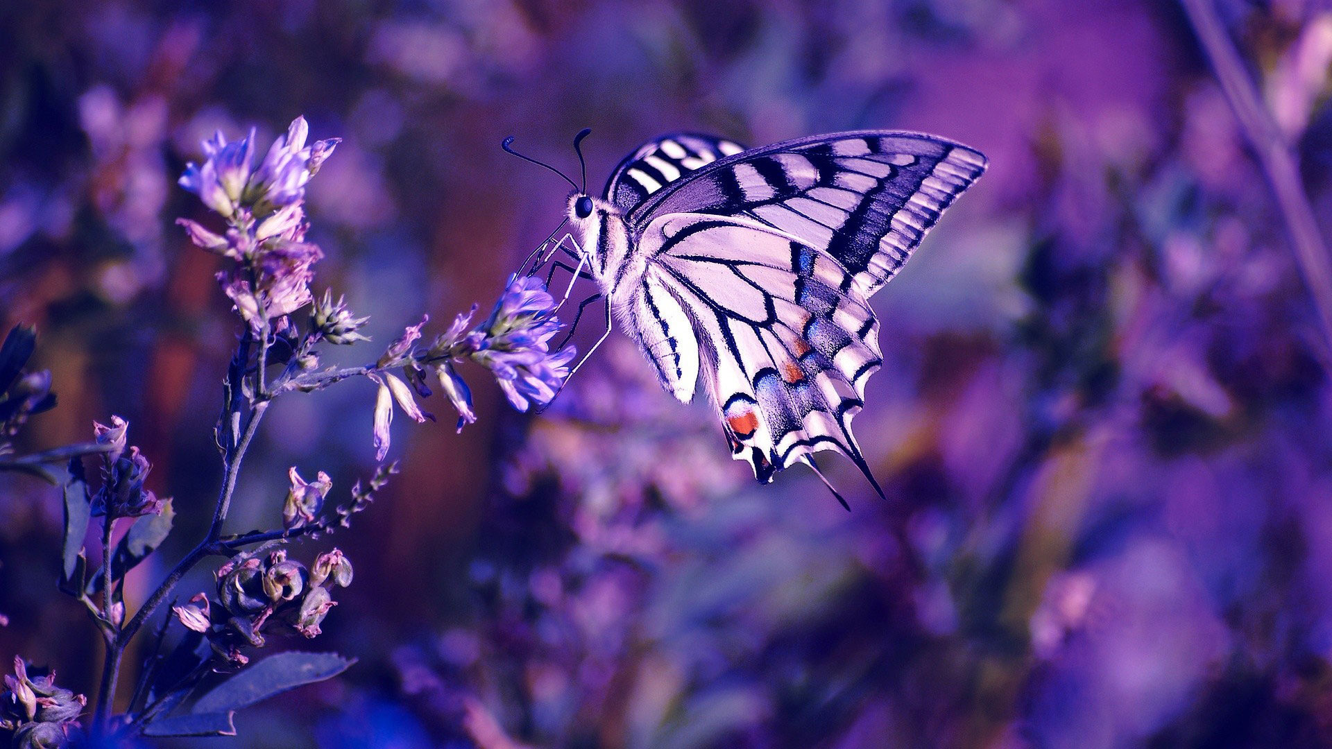 hd-pics-photos-cute-butterfly-photography-macro-effects-hd-quality-desktop-background-wallpaper.jpg