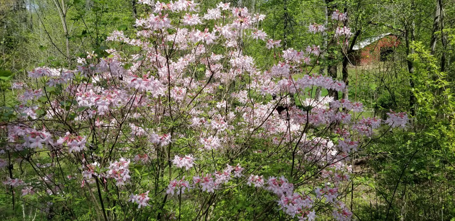 20180502_144738 - Mountain azalea in full glorious bloom.jpg