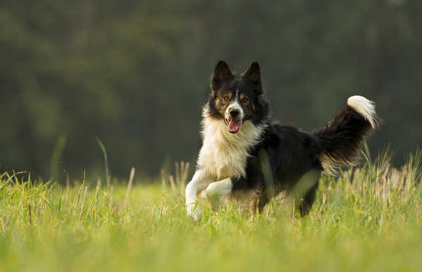 tippy collie.jpg