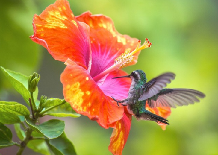Blue-Taled Hummingbird.PNG