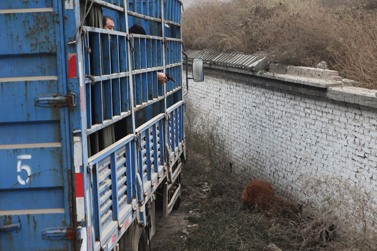 Tibetan-Mastiff-shot-and-beaten-1.jpg