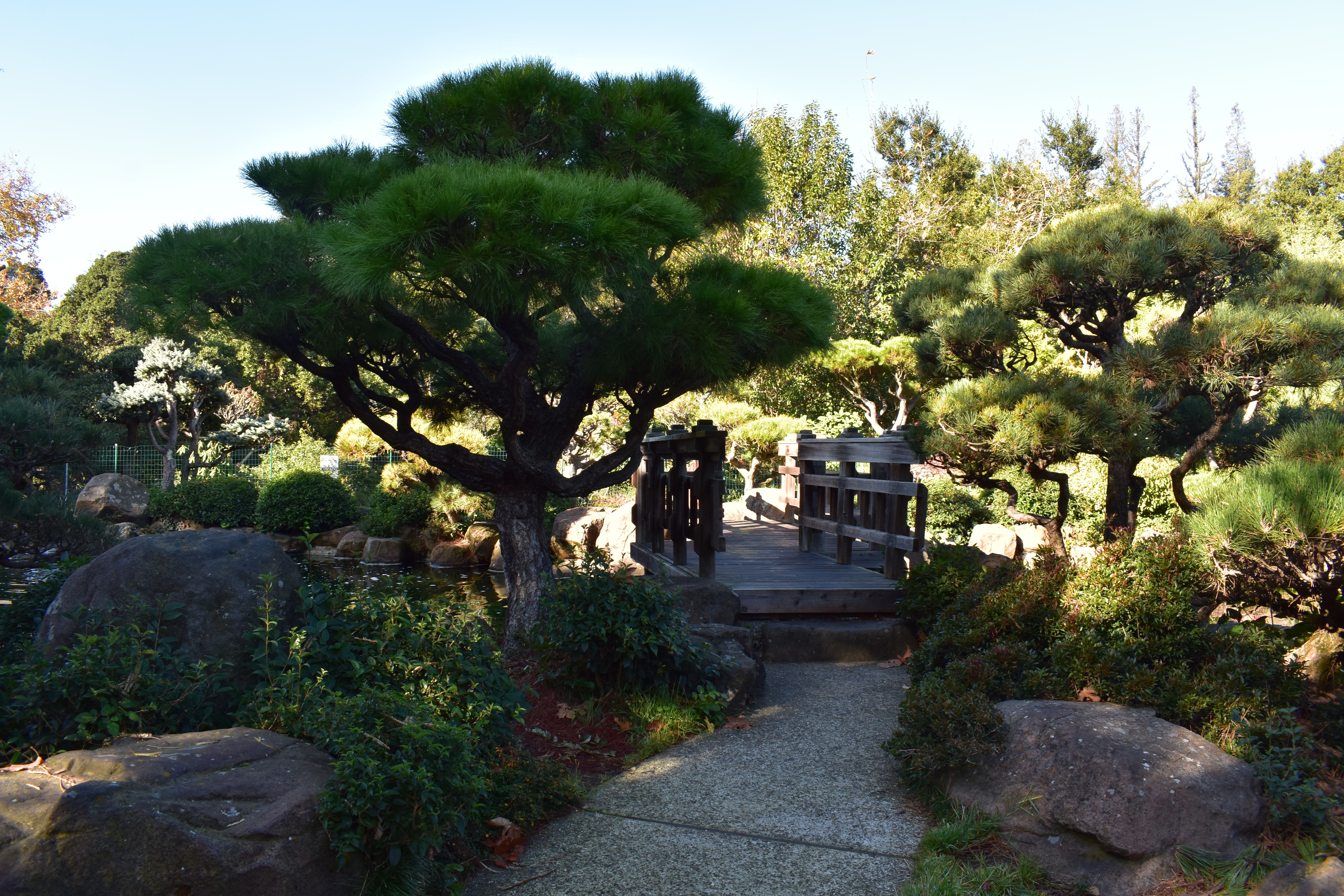 Japanese Garden Hayward California Steemit