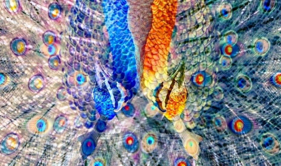 Dual-peacocks (3).jpg