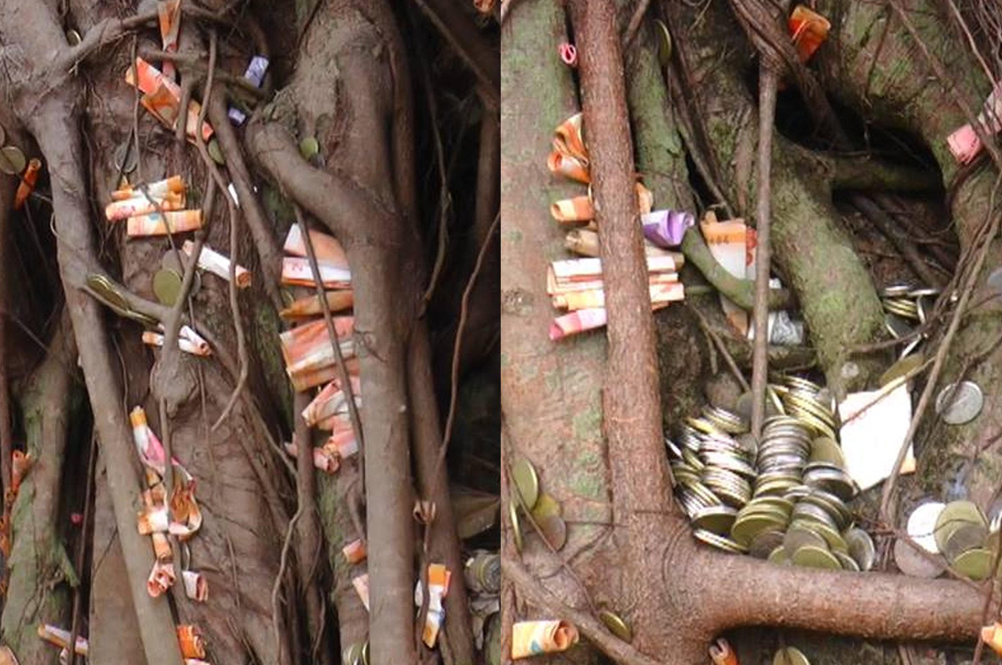 The other side of the Balete Tree — Steemit