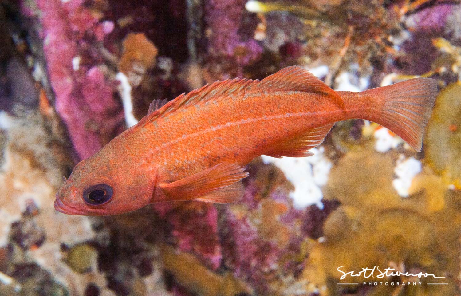 Puget Sound Rockfish-6.jpg