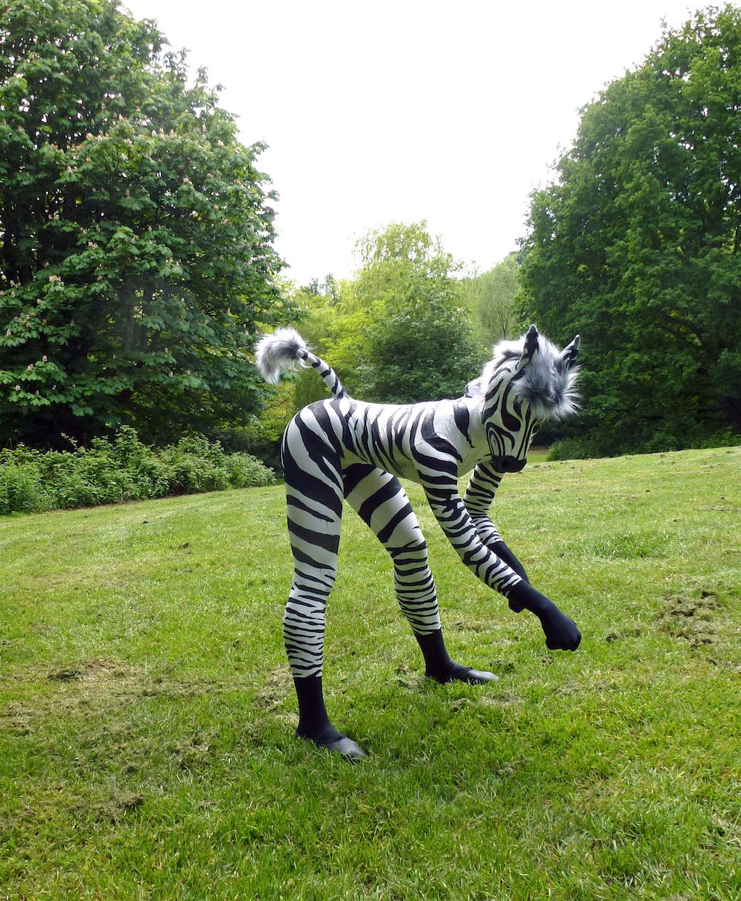 Zebra_female_1.jpg